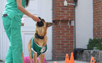 Centro de rehabilitación, fisioterapia y neurología veterinaria Equi-Librium