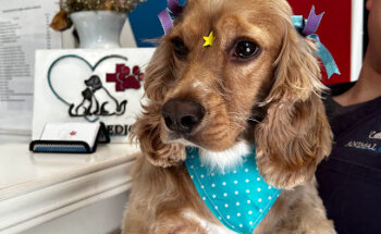 Animal Medical Nogales