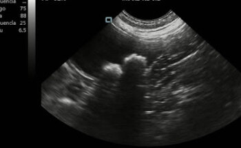 Vet Med - Servicios Veterinarios