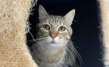 Un espacio para gatos