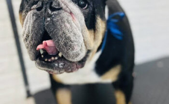 Casa Alak Clínica Veterinaria