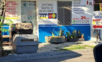 Veterinaria New Lion