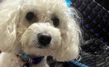 Consultorio veterinario Happy pets Conkal