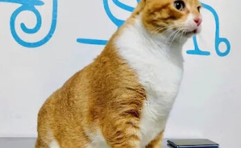 Veterinaria Vet Point Veracruz