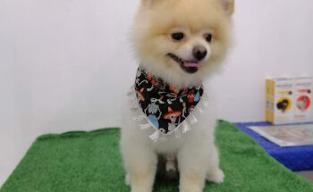 Estética-Spa Mi Mascota