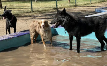 Medicina del Comportamiento Animal, Etología Clínica