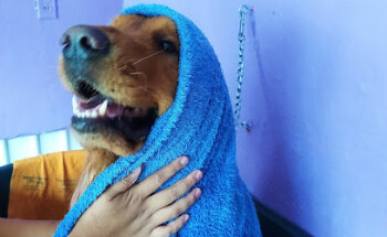 Veterinaria y estética Huellitas en la Luna