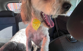 Clínica Veterinaria KYRAT