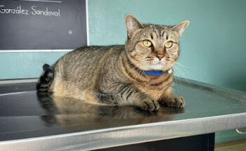 Clínica Veterinaria Pet-It