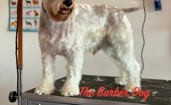 The Barber Dog