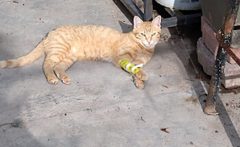 Veterinaria Miiso & Peek