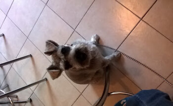 Clínica Veterinaria Happy Pets