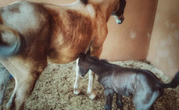 Clínica Veterinaria El Dorado