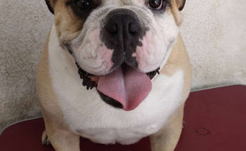 Clinica Veterinaria Doctores Ojeda Franco