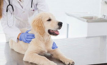 Servicios Veterinarios El Arca De Noé