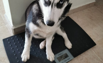 BARF Alimento para perros-MVZen Nutrición Canina