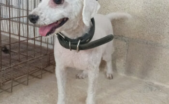 Centro Médico Veterinario