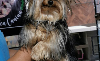 Estética canina Orius Vet