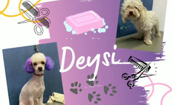 Veterinaria ValFlo Pets