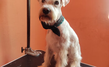 Servicios Veterinarios Jacky