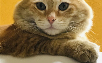 VETERINARIA VIVARIUM