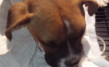 Veterinaria Mi Pequeño Cachorro