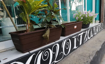 Veterinaria Xoloitzcuintli