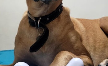 Cats&Dogs Veterinaria