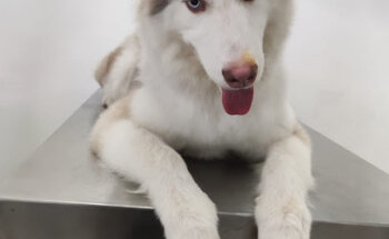 Veterinaria Doctor Okami