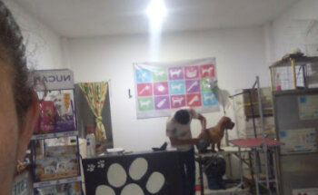 Estética SEPROVET C.L.