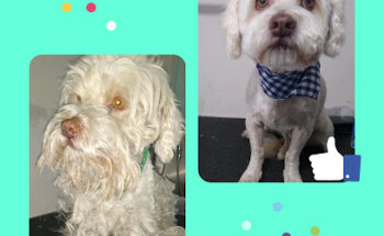 Consultorio Veterinario