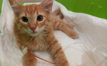 Consultorio veterinario Pet's Planet