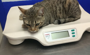 Veterinaria Doctor Vet