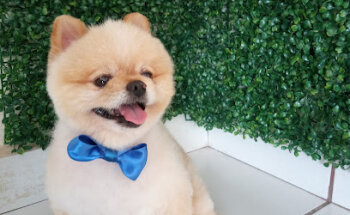 Veterinaria NOVA PETS en Delicias