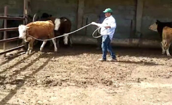 Veterinaria velazquez