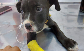 ALPAVET SpaTuPerro Servicios Veterinarios