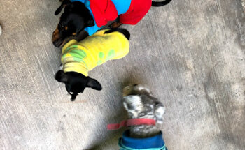 VETERINARIA +kOTAZ ADELÍ