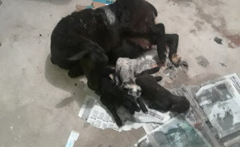 VETERINARIA JIMÉNEZ