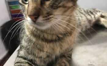 Clínica Veterinaria Dako-Pet’s