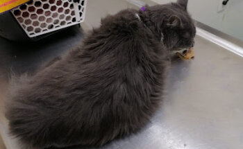 GAIA Centro Veterinario