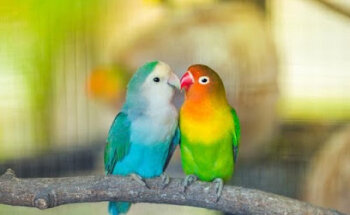 Veterinaria CARVA PET’S