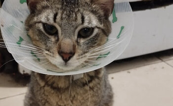 PetPlus ClínicaVeterinaria