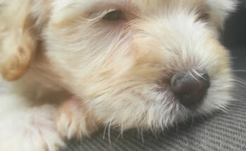 Vets Park Veterinaria