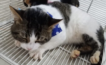 Ohana Pets Consultorio Veterinario