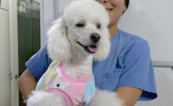 Spa Dog Estética Canina