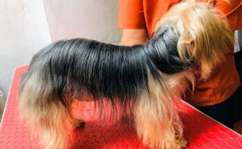 Veterinaria Huellitas del Puerto