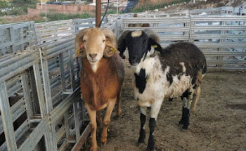 Granja Ovina La Irreverencia