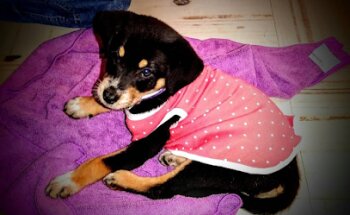 Francisco Ramon Torres R Veterinary Clinic