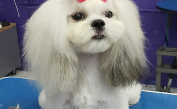 El perro del barbero