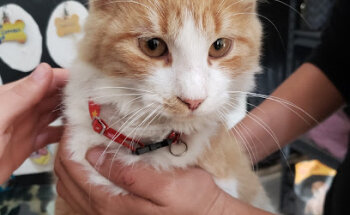 Mus Laniger Veterinaria